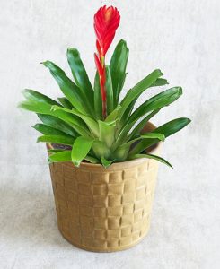Indoor Plants Pot
